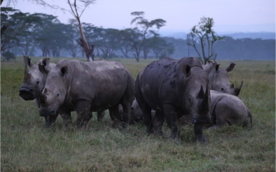 Wildlife Crime and Arms Control